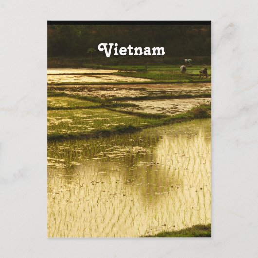 Rijstpadie Briefkaart (Voorkant)