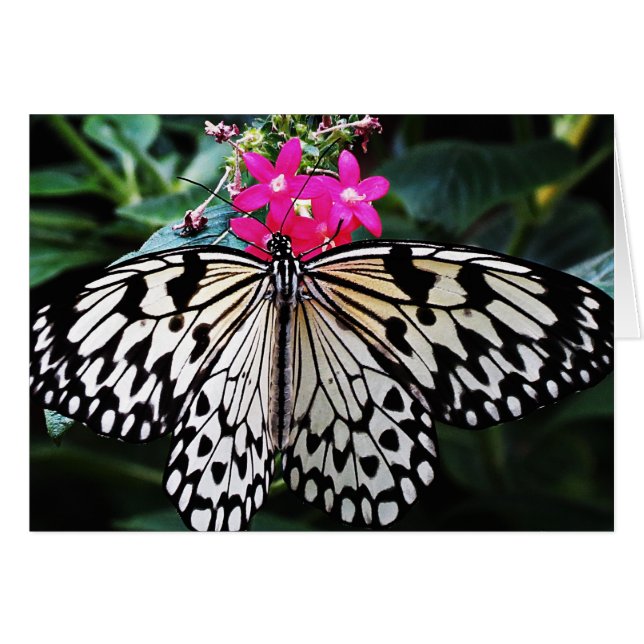 Rijstpapier op roze (Voorkant Horizontaal)