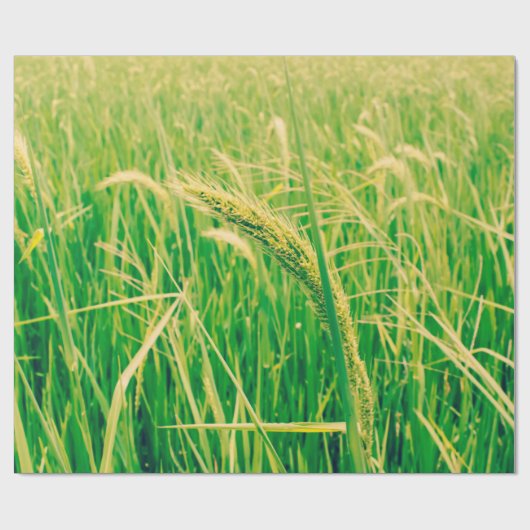 Rijstveld op het platteland en verse,  styleabstr cadeaupapier (Vlak)