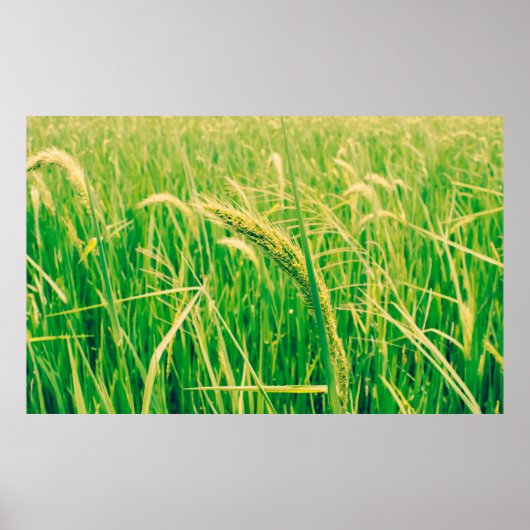 Rijstveld op het platteland en verse,  styleabstr poster (Voorkant)
