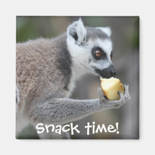 Ring-Aangedreven Lemur — Snack Time! Magneet