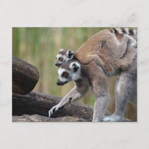 Ring-getrainde Lemur-moeder en -Baby Briefkaart