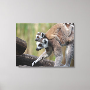 Ring-getrainde Lemur moeder en Baby Canvas Afdruk