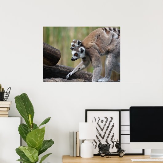 Ring-getrainde Lemur moeder en Baby Poster (Thuiskantoor)