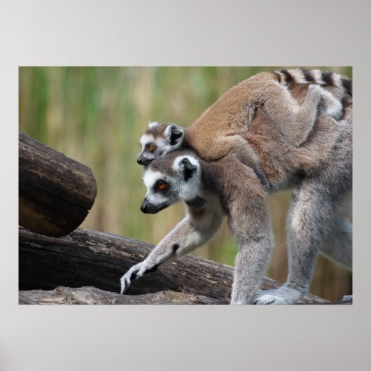 Ring-getrainde Lemur moeder en Baby Poster (Voorkant)
