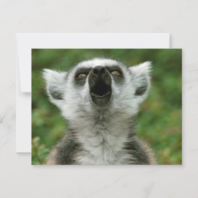 Ring-Knipper Lemur (Voorkant)
