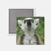 Ring-Knipper Lemur Magneet (Voorkant / Achterkant)