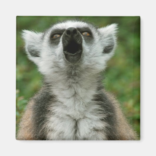Ring-Knipper Lemur Magneet (Voorkant)
