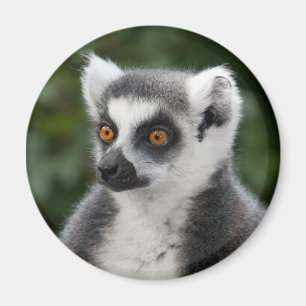 Ring Lemur Magnet Magneet