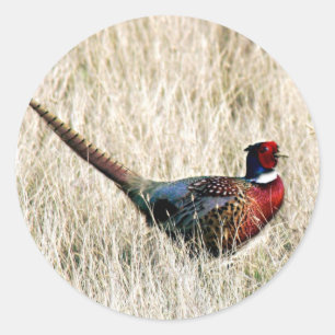Ring Neck Pheasant in Meadow Ronde Sticker