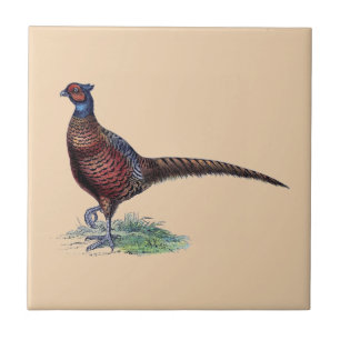 Ring Neck Pheasant Tan Tegeltje