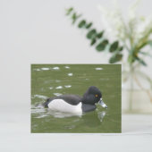 Ring-necked Duck-Briefkaart Briefkaart (Staand voorkant)