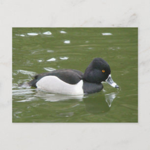 Ring-necked Duck-Briefkaart Briefkaart