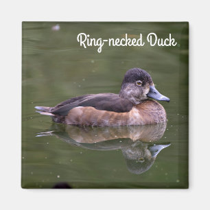 Ring-necked Duck Magneet