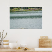 Ring-necked Duck Poster (Keuken)
