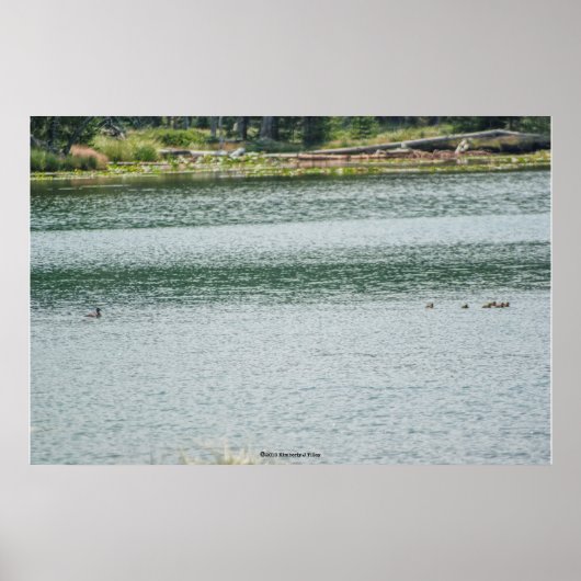 Ring-necked Duck Poster (Voorkant)