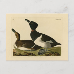 Ring-necked Duck van Audubon's Birds of America Briefkaart
