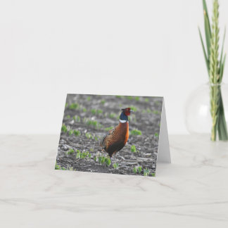 Ring-necked fazant blanco notecard bedankkaart