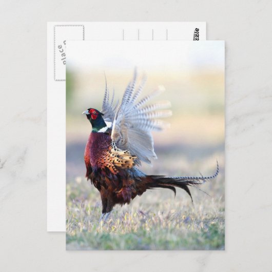 Ring-necked fazant briefkaart (Voorkant / Achterkant)