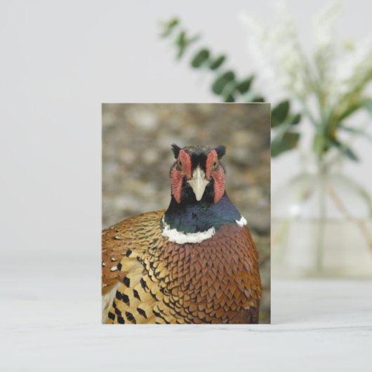 Ring Necked Pheasant Briefkaart (Staand voorkant)