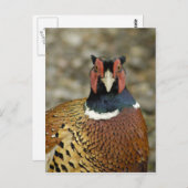 Ring Necked Pheasant Briefkaart (Voorkant / Achterkant)