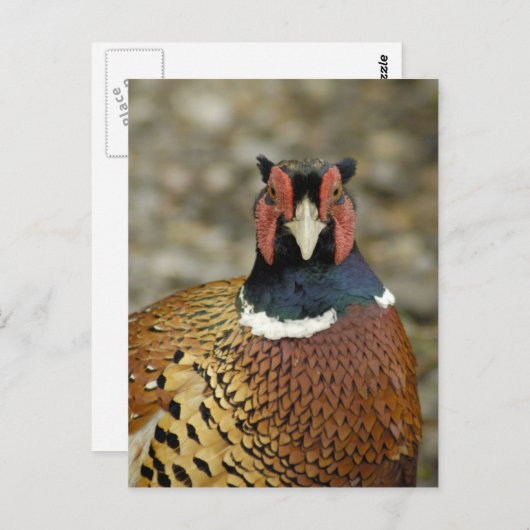 Ring Necked Pheasant Briefkaart (Voorkant / Achterkant)