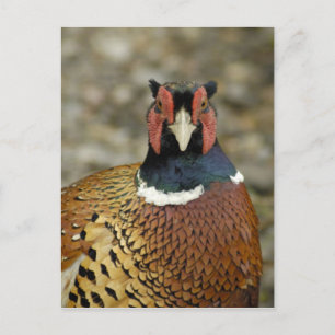 Ring Necked Pheasant Briefkaart