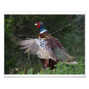 Ring Necked Pheasant Foto Afdruk