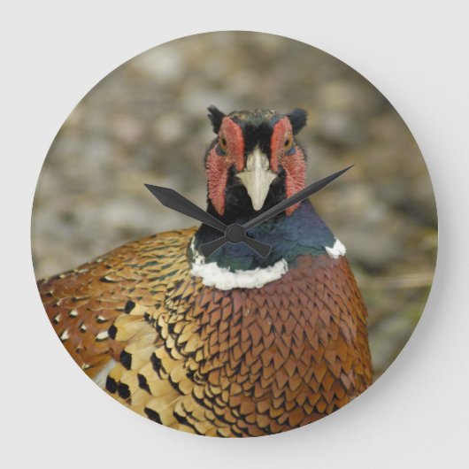 Ring Necked Pheasant Grote Klok (Voorkant)