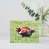 Ring-Necked Pheasant in de gras Briefkaart (Staand voorkant)