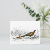 Ring Necked Pheasant -  kunst Briefkaart (Staand voorkant)