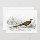 Ring Necked Pheasant -  kunst Briefkaart (Voorkant / Achterkant)