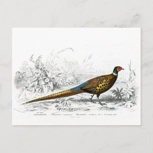 Ring Necked Pheasant -  kunst Briefkaart (Voorkant)