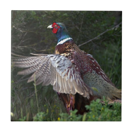 Ring Necked Pheasant Tegeltje (Voorkant)