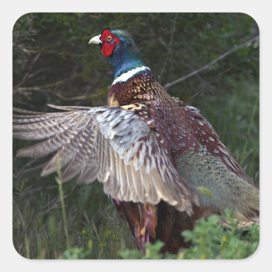 Ring Necked Pheasant Vierkante Sticker (Voorkant)