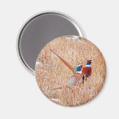 Ring-nek-fazanten Magneet (Voorkant / Achterkant)