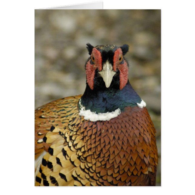 Ring Pheasant (Devant)