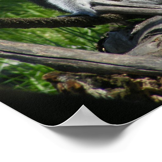 Ring-Tail Lemur Poster (Hoek)