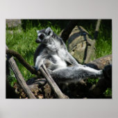 Ring-Tail Lemur Poster (Voorkant)