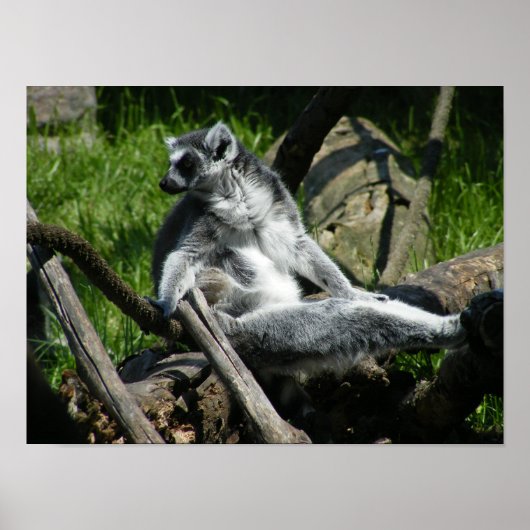 Ring-Tail Lemur Poster (Voorkant)