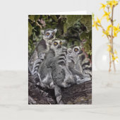 Ring Tailed Leamers in een rij Kaart (Gele Bloem)