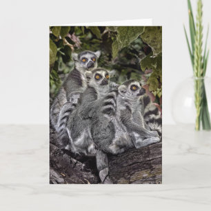 Ring Tailed Leamers in een rij Kaart