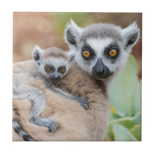Ring-Tailed Lemur Baby op de rug van zijn moeder Tegeltje