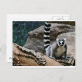 RIng Tailed Lemur Briefkaart (Voorkant / Achterkant)