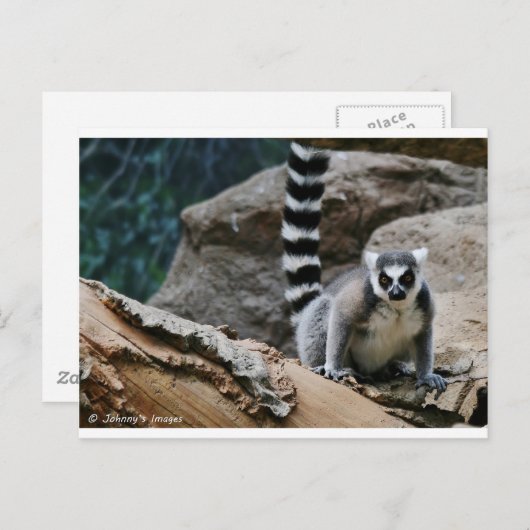 RIng Tailed Lemur Briefkaart (Voorkant / Achterkant)
