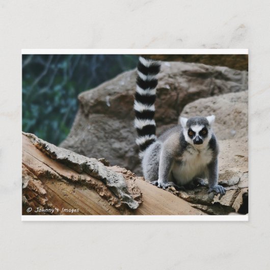 RIng Tailed Lemur Briefkaart (Voorkant)