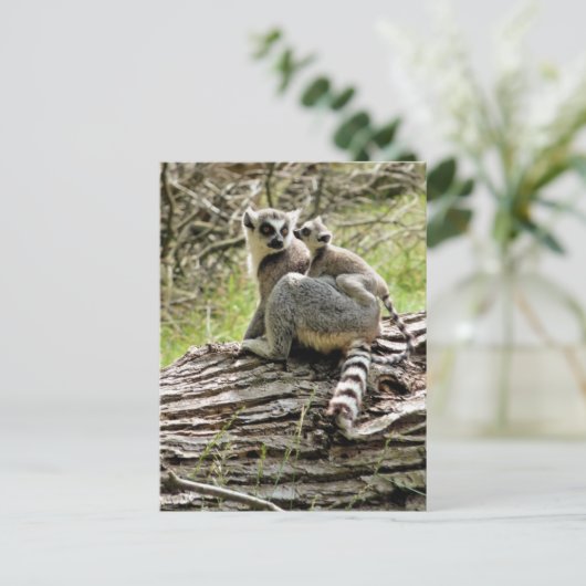 RING-TAILED LEMUR BRIEFKAART (Staand voorkant)