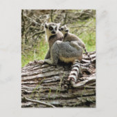 RING-TAILED LEMUR BRIEFKAART (Voorkant)