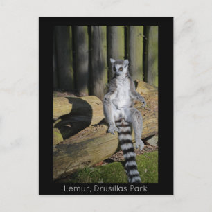 Ring Tailed Lemur Drusillas Park Briefkaart