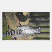 Ring Tailed Lemur Drusillas Park Rechthoekige Sticker (Voorkant)
